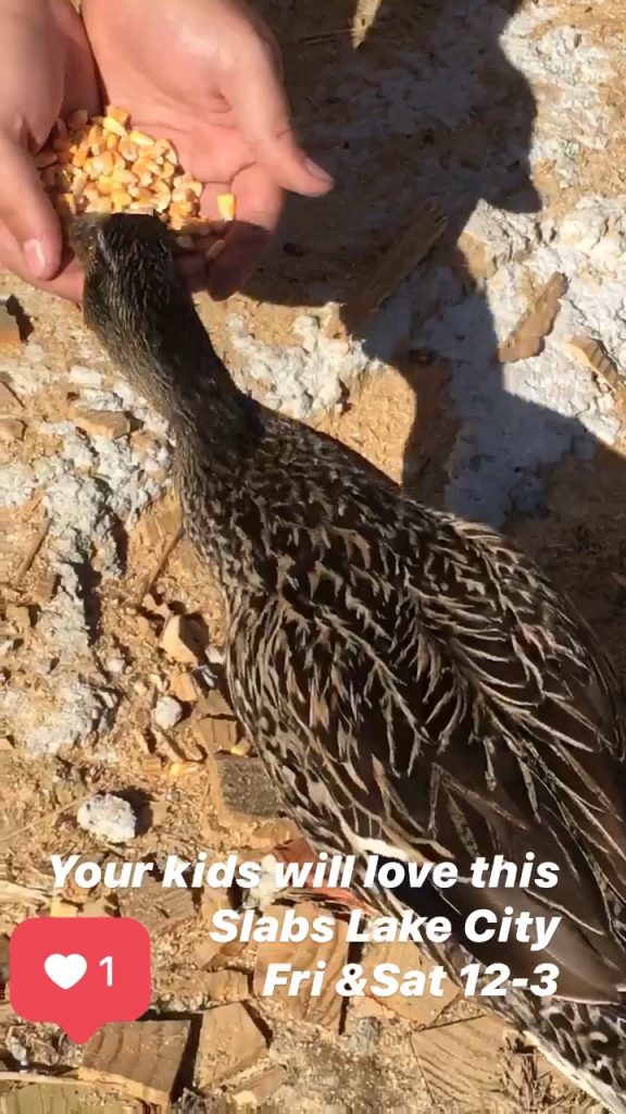 hand feeding wild ducks mallard fun for kids video youtube slabs Lake City SC South Carolina family fun watching ducks fed